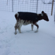Illustration for article titled Snowy Cows